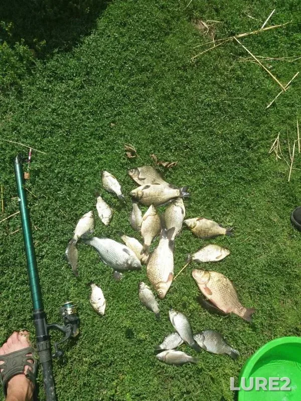 Crucian carp — Vedma, Jun 09, 2019