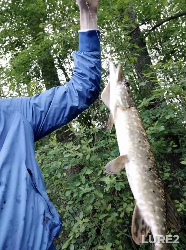 Pike — Minskaya oblast, Chervenskiy rayon, Jun 13, 2019