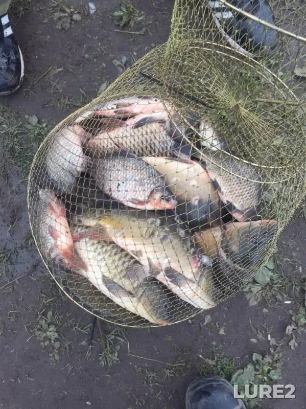 Carp, Crucian carp — №10, Jun 20, 2019
