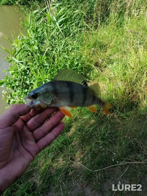 Perch, Pike — Samotech, Jul 01, 2019