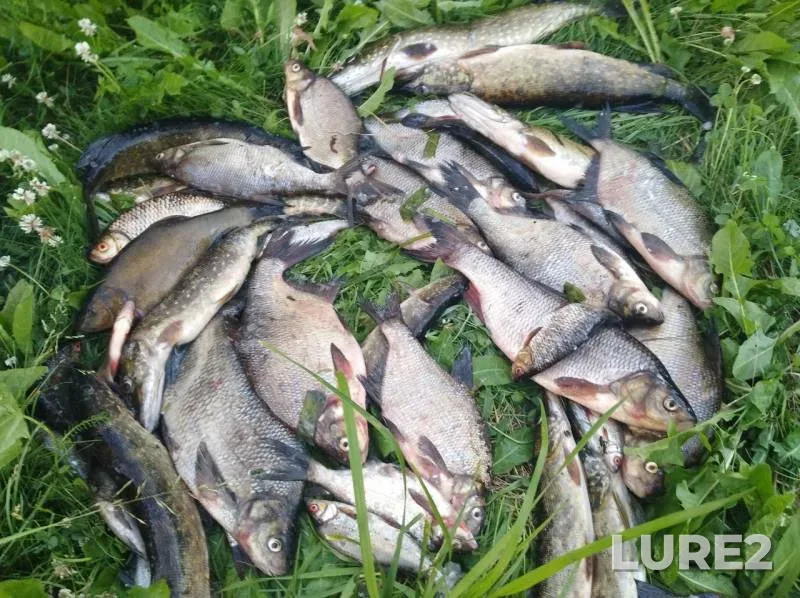 Bream, Pike — Shosha, Jul 16, 2019