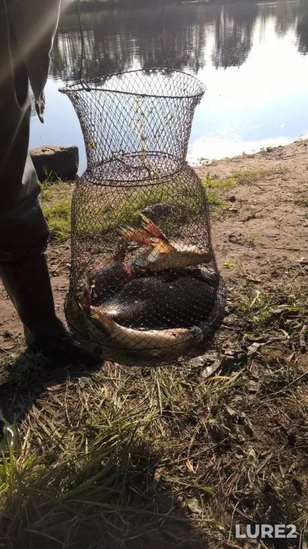 Bream — Berezina, Aug 04, 2019
