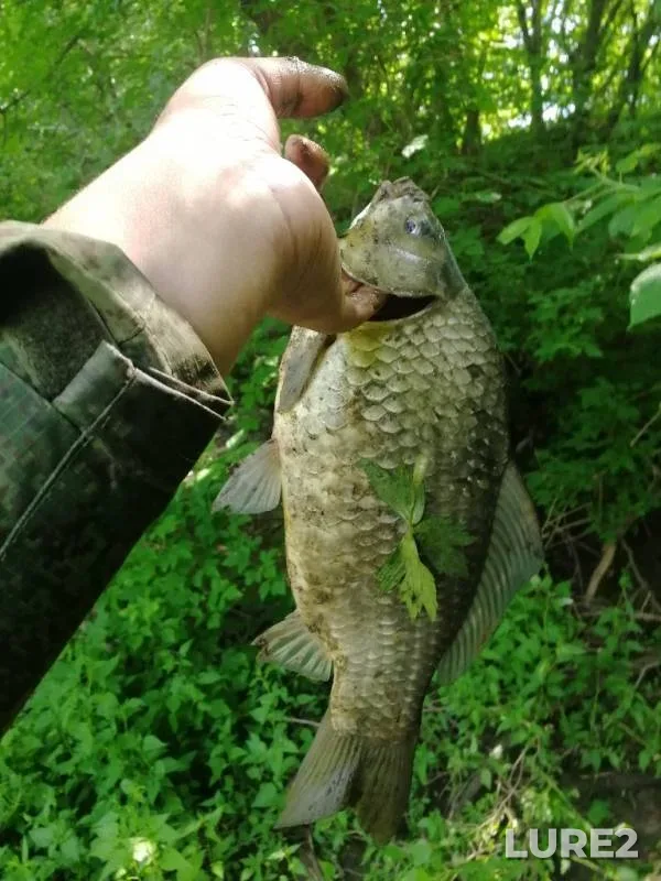 Crucian carp — Kazanka, Jun 12, 2019