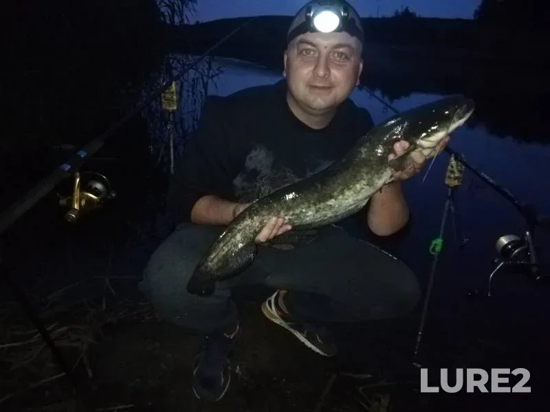 Wels catfish — Divivelka, Aug 04, 2019