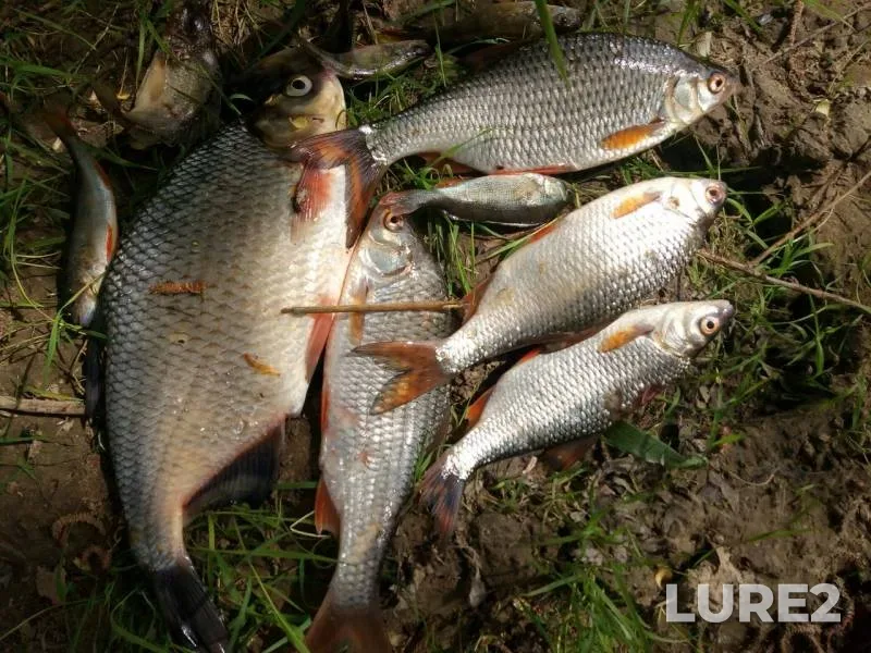 Roach, White bream — Dobritsa, Jul 29, 2019