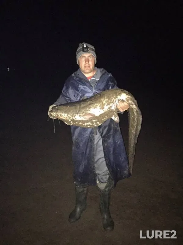 Wels catfish — Respublika Tatarstan, May 18, 2019