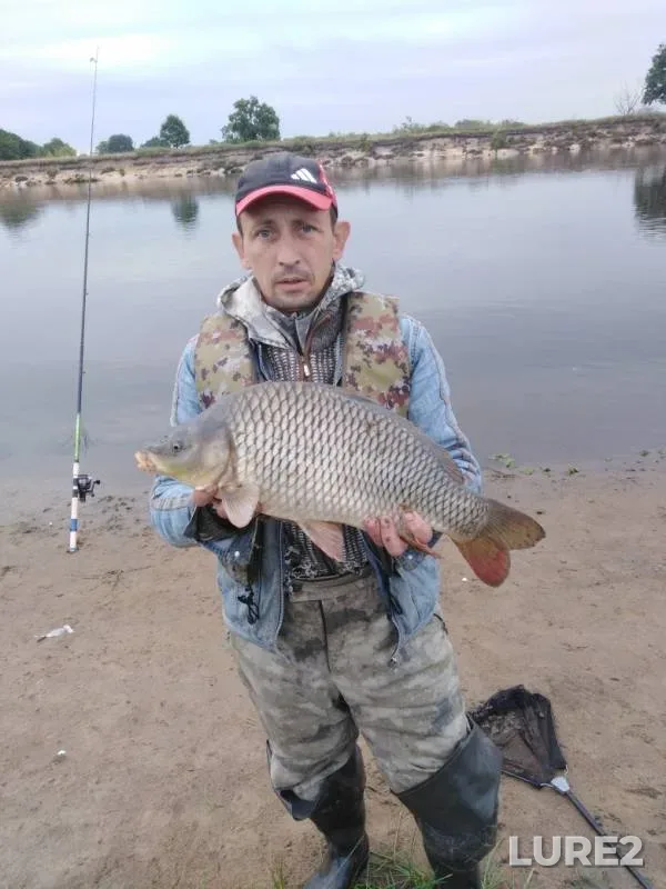 Carp, Wels catfish — Ptich, Aug 16, 2019