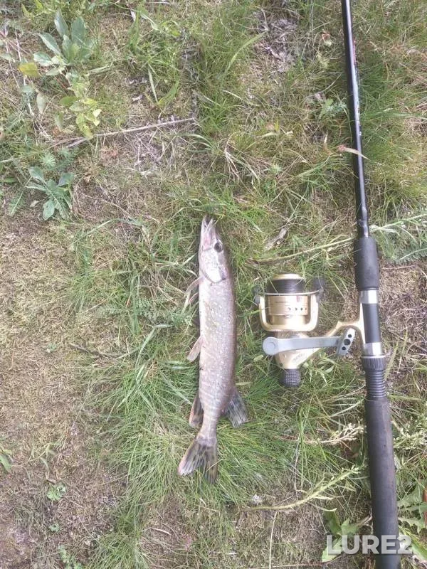 Pike — Tsna, Aug 22, 2019