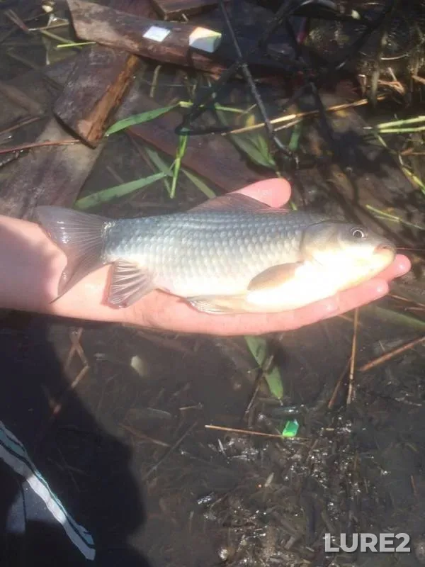 Crucian carp — Chervonoye, Aug 23, 2019