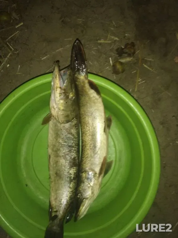 Pike — Tsna, Aug 25, 2019
