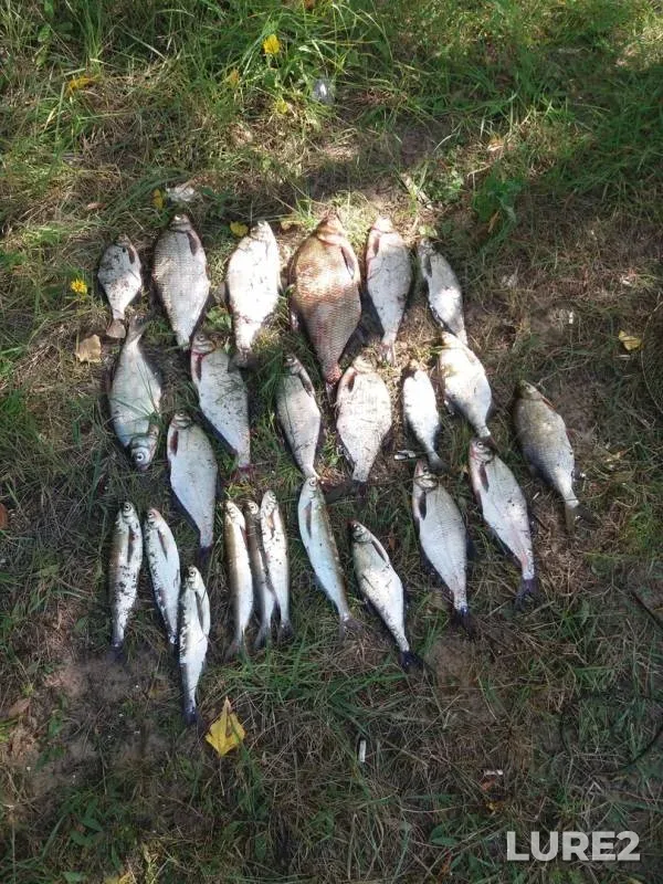 Bream — Merlyavitsa, Aug 26, 2019