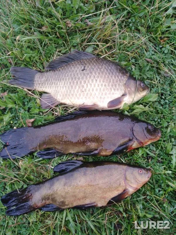 Crucian carp, Tench — KSM, Sep 01, 2019