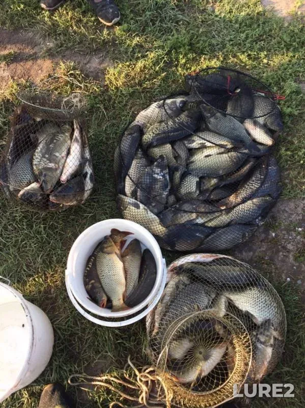 Carp — №10, Sep 02, 2019
