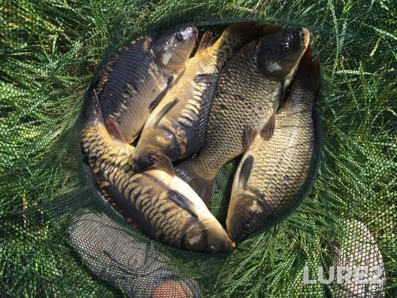 Carp — Moroch, Sep 02, 2019