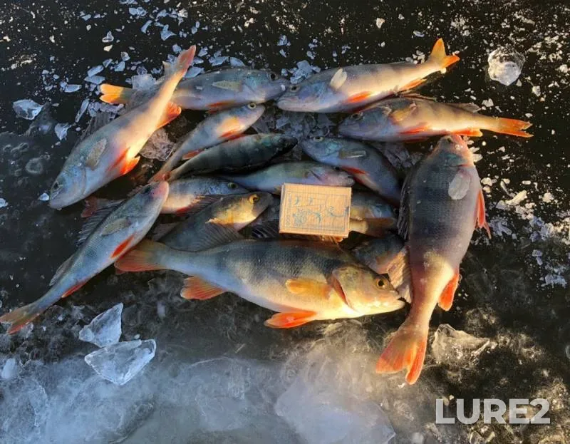 Perch — Porost, Nov 15, 2018