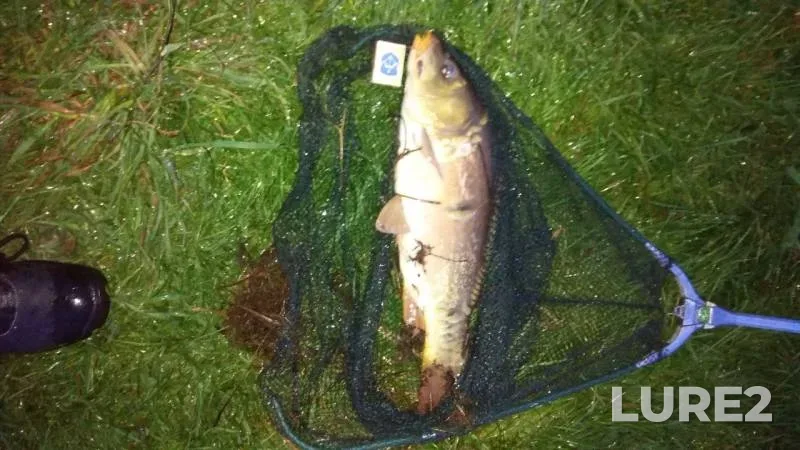 Carp — Deryazhenka, Sep 16, 2019