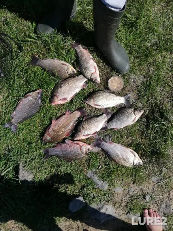 Crucian carp — Loshanskoye, Sep 18, 2019