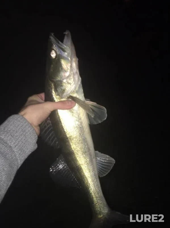 Pike, Zander — Svisloch, Sep 29, 2019