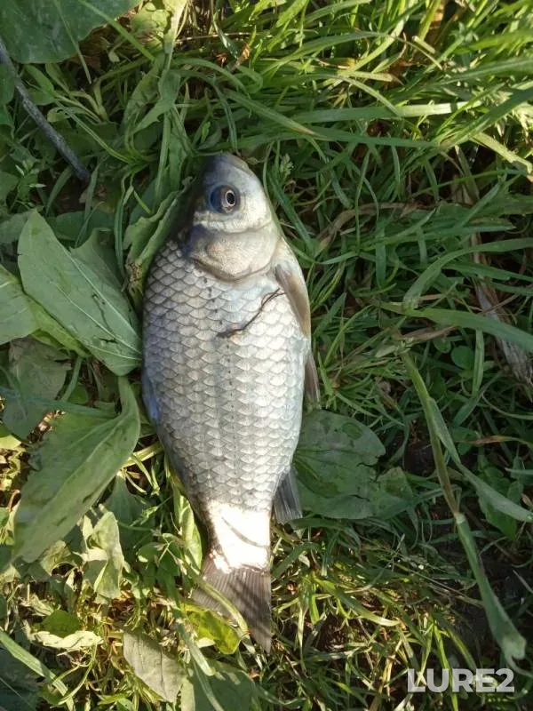 Bream, Crucian carp — Gayna, Oct 05, 2019