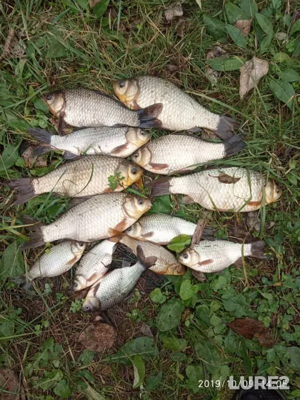 Crucian carp — Brestskaya oblast, Stolinskiy rayon, Oct 09, 2019