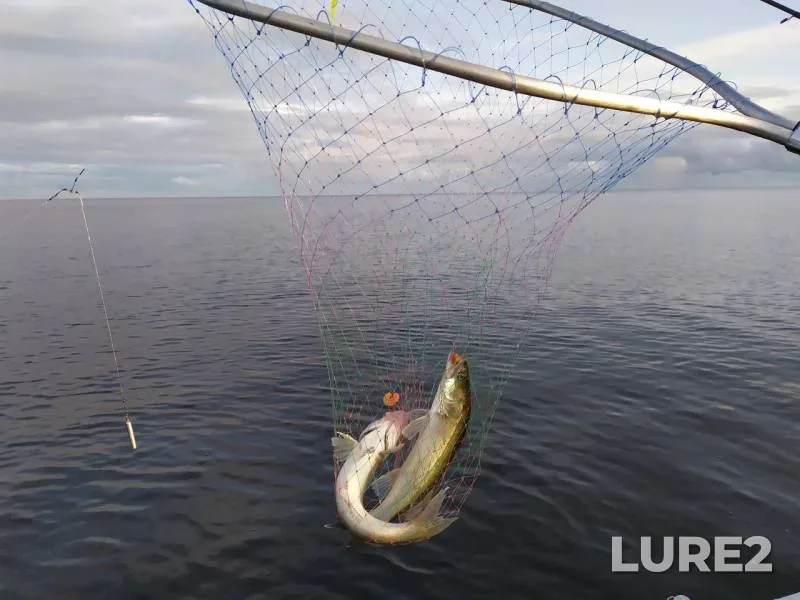 Zander — Leningradskaya oblast, Aug 03, 2019