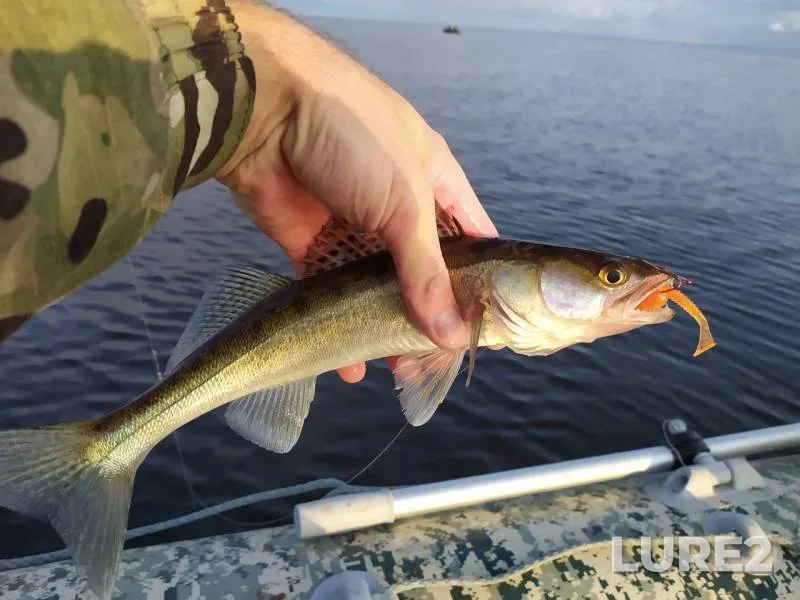 Zander — Leningradskaya oblast, Aug 04, 2019