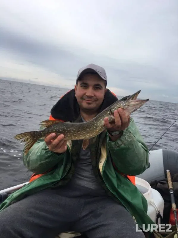 Perch, Pike — Leningradskaya oblast, Volkhovskiy rayon, Sep 05, 2019