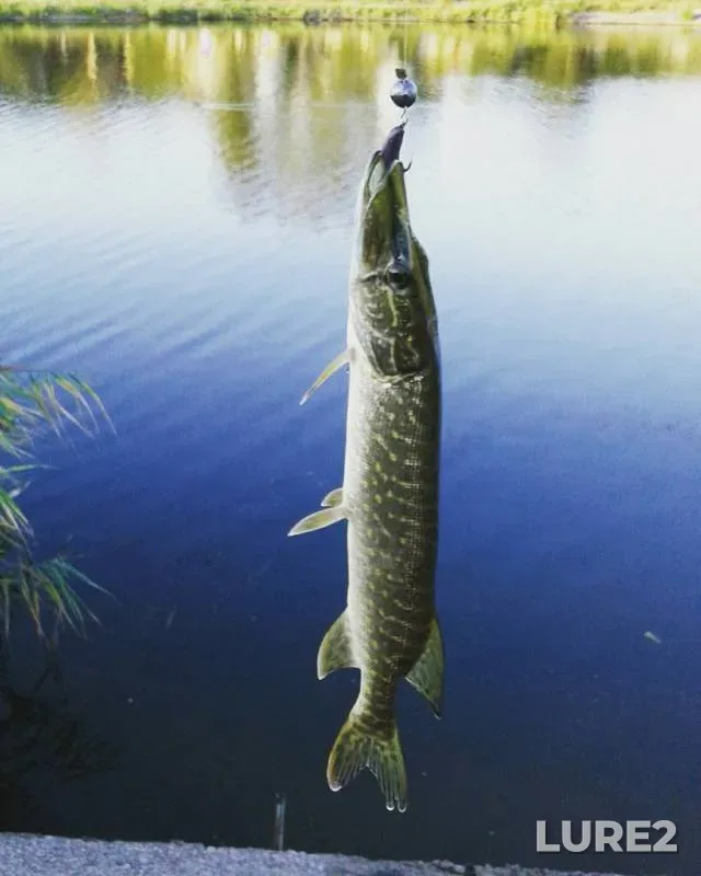 Perch, Pike — Samara, Aug 15, 2017