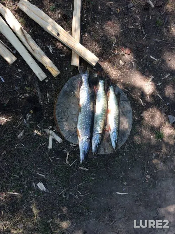 Pike — Irkutskoye, Sep 15, 2018