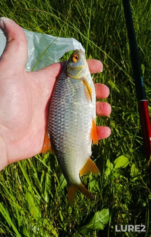 Crucian carp, Perch — Karagandinskaya oblast, Jul 05, 2019