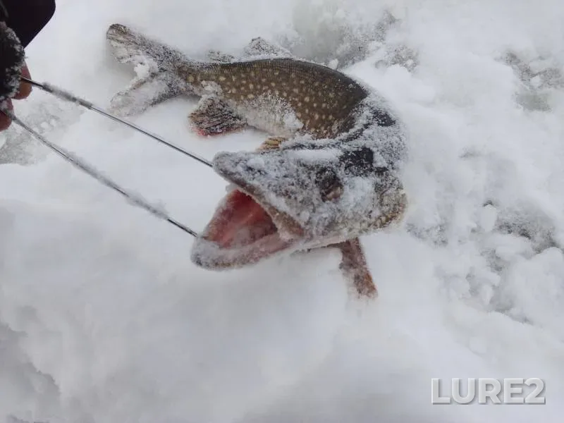Pike — Nizhnekamskoye, Feb 18, 2019