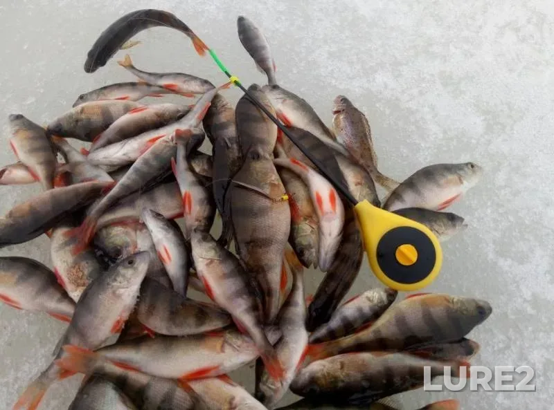 Perch — Dolgoye, Mar 25, 2019