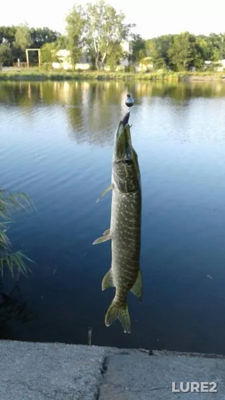 Perch, Pike — Samara, Aug 06, 2017