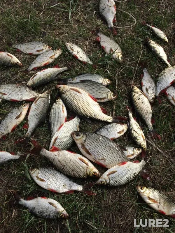 Roach, White bream — Bolshoye, May 06, 2019