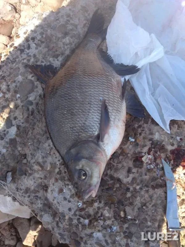 Bream — Votkinskoye, May 12, 2019