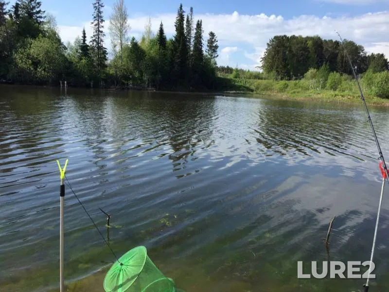 Crucian carp, Perch — Lyuk, May 29, 2019