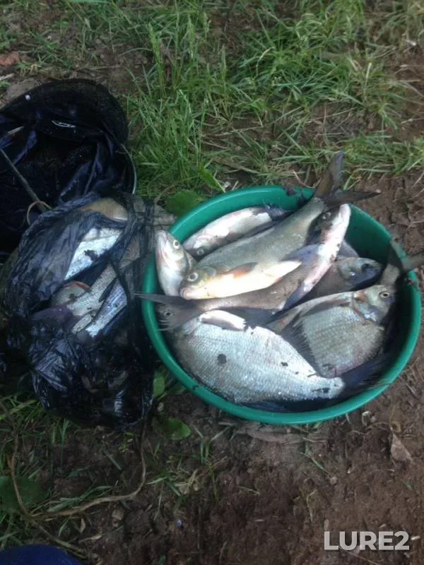 Bream — Izh, Jun 02, 2019