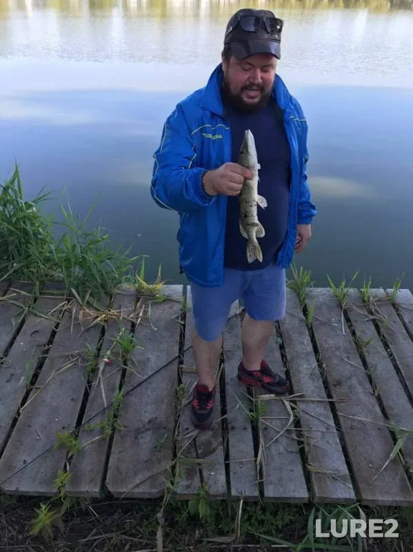 Wels catfish, Pike — Kiїvska oblast, Jul 16, 2017
