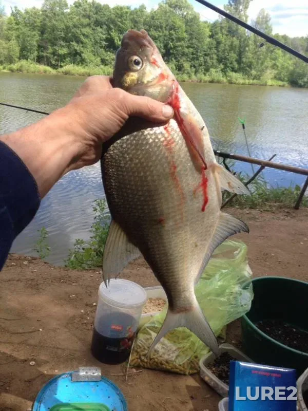Bream — Izh, Jun 15, 2019