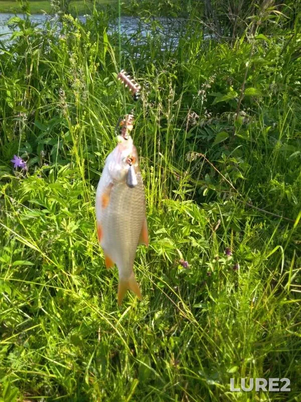 Crucian carp, Roach — Bugryshka, Jun 16, 2019