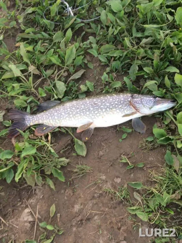 Pike — Nechkinka, Jun 20, 2019