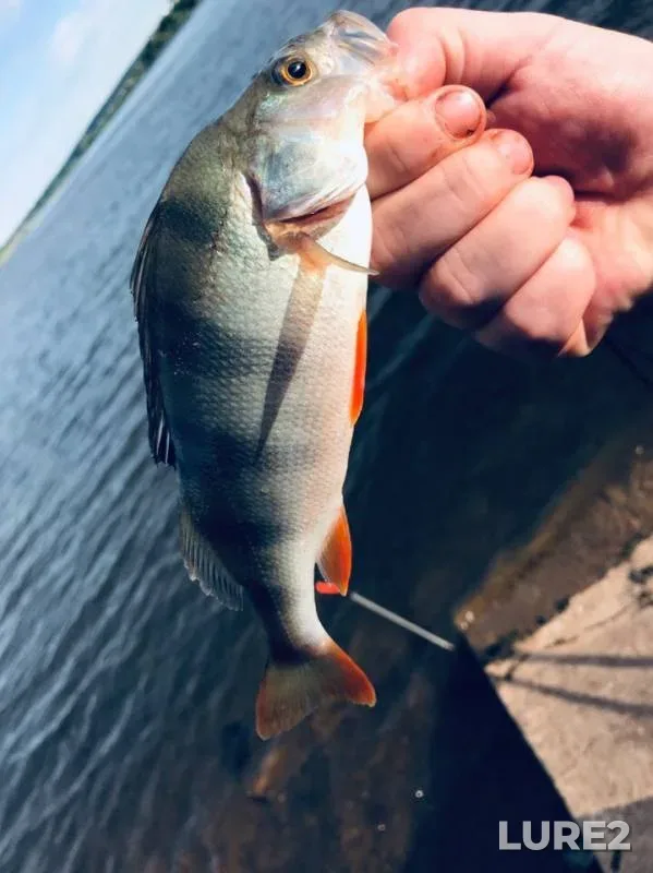 Perch — Pirogovka, Jun 25, 2019