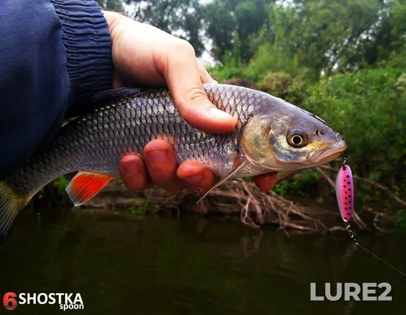 Chub, Perch — Desna, Jul 18, 2017