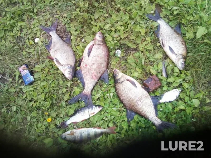 Bream, Perch — Golyanka, Aug 04, 2019
