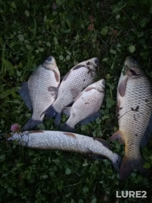 Carp, Crucian carp — Ilinskiy, Aug 31, 2019
