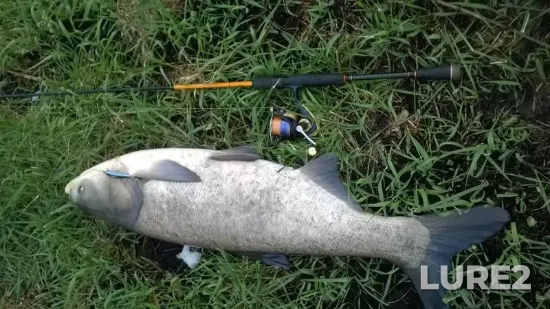 Silver carp — Tatarka, Apr 20, 2017