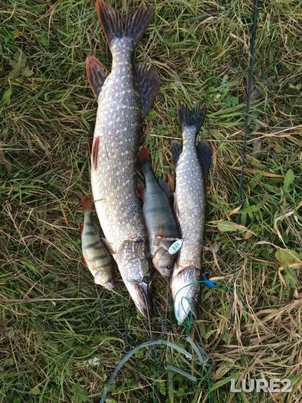 Perch, Pike — Kama, Sep 07, 2019