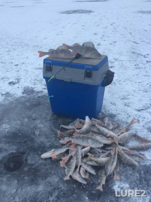 Perch — Konovalovka, Nov 23, 2019