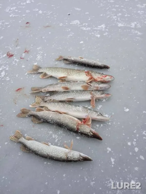 Pike — Izh, Nov 24, 2019