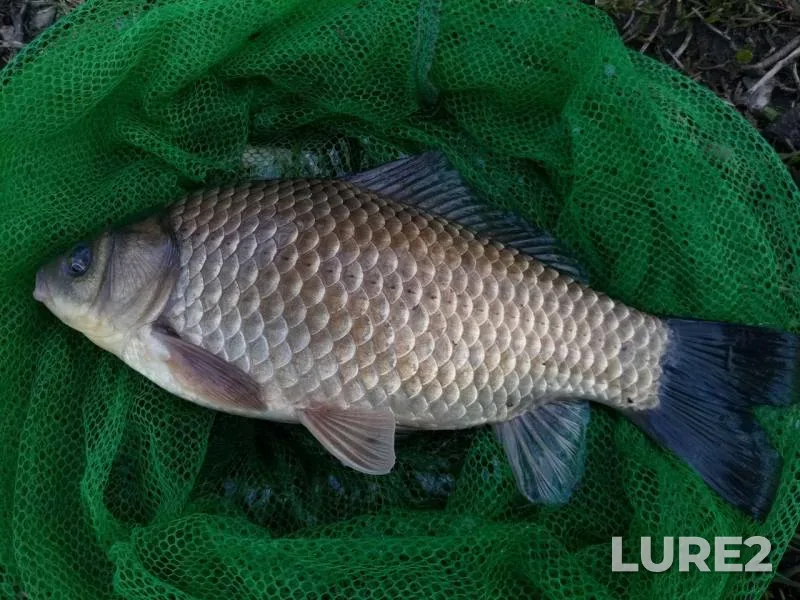 Crucian carp — Serebryanyy, May 23, 2017